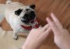 Cachorrinha aprende comandos em Libras para entender os donos