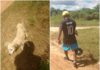 Dono manda matar cachorro surdo a pauladas e revolta moradores