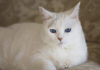 Os gatos brancos de olhos azuis são surdos e você nem imaginava o motivo