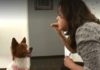 VÃtima de maus-tratos, cachorra é adotada e aprende comandos em Libras para entender tutora