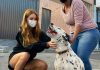 Marina Ruy Barbosa adota um cão surdo com 4 anos de idade