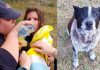 Cão surdo e parcialmente cego ajuda a resgatar menina desaparecida