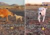 Pit Bull surda se diverte ‘atrapalhando o trabalho’ dos animais na fazenda