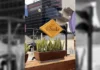 Il Sordo: A Gelateria que transforma a inclusão em São Paulo