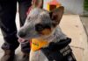 Cão surdo é treinado para atender crianças surdas