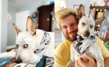 Cachorro surdo devolvido por “teimosia” aprende sinais e ganha nova vida